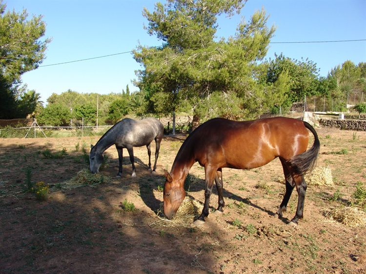 Finca met horse te koop in Javea